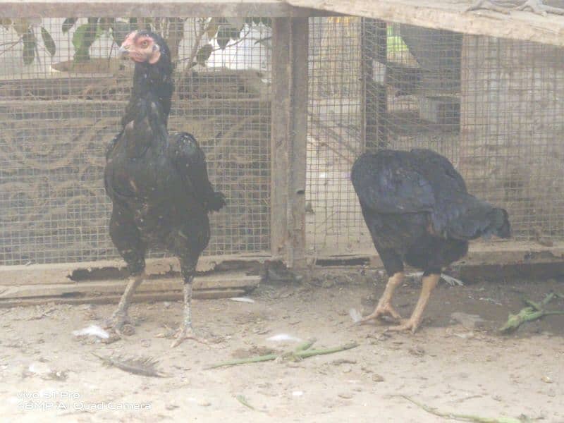 black hen pair+ desi murgha 0