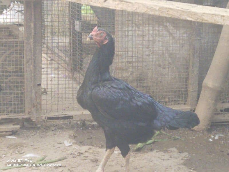 black hen pair+ desi murgha 1