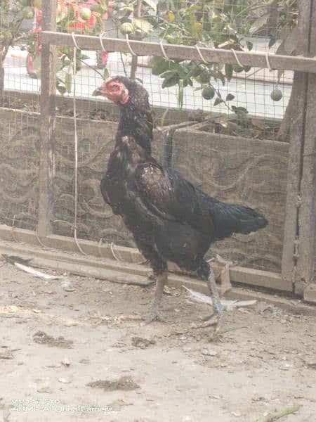 black hen pair+ desi murgha 3