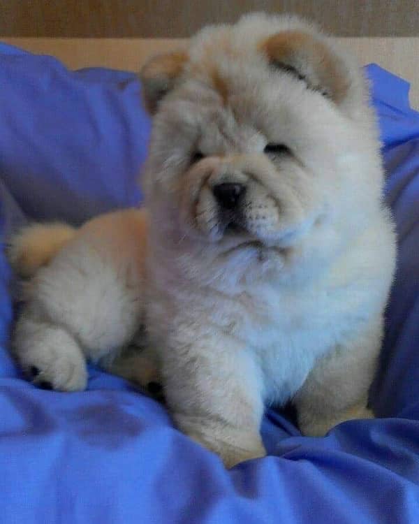 chow chow imported pedigree microchipped puppy available here 1