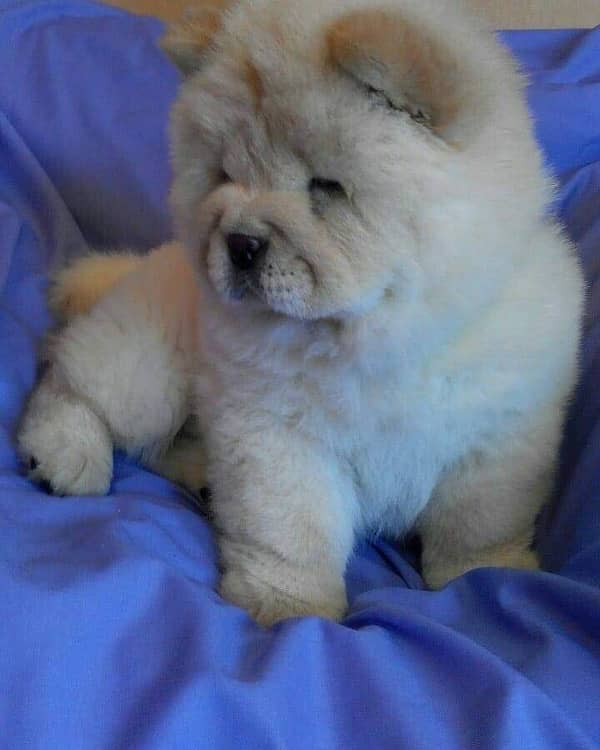 chow chow imported pedigree microchipped puppy available here 2