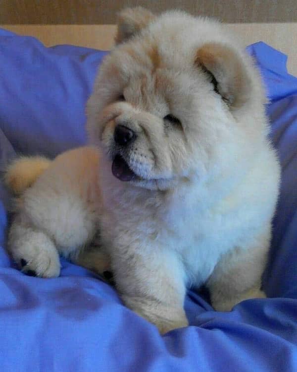 chow chow imported pedigree microchipped puppy available here 3