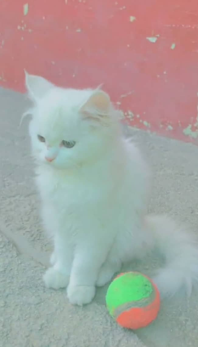 Persian cat 0