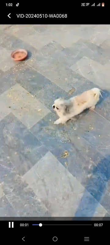 i am selling my pekingese female healthy active an playfull 2