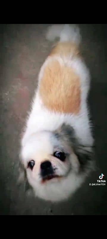 i am selling my pekingese female healthy active an playfull 5