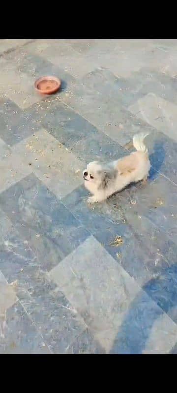 i am selling my pekingese female healthy active an playfull 6