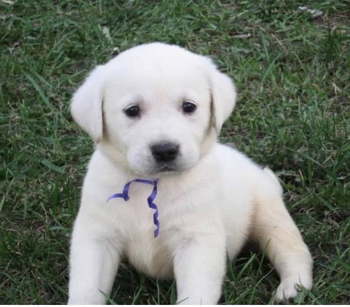 white labrador puppy 0