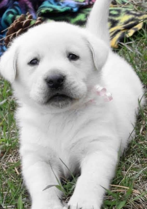 white labrador puppy 1