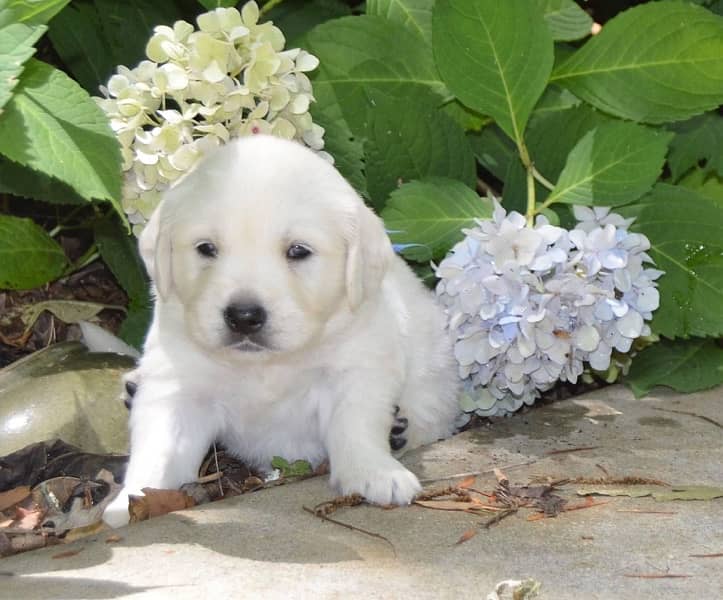 white labrador puppy 2