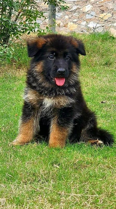 german shepherd male puppy 0