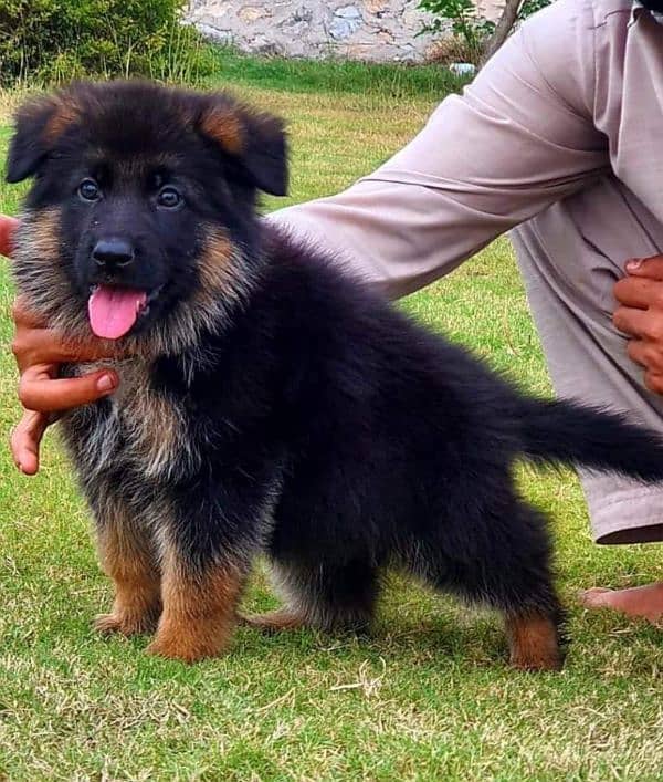 german shepherd male puppy 1