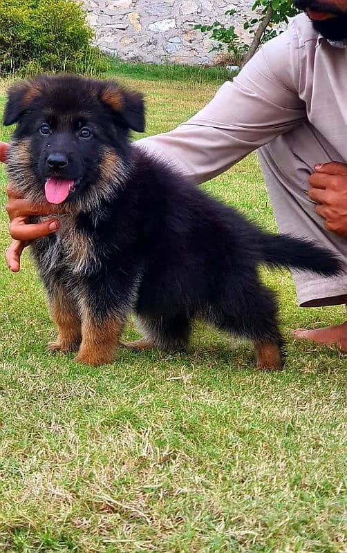 german shepherd male puppy 2