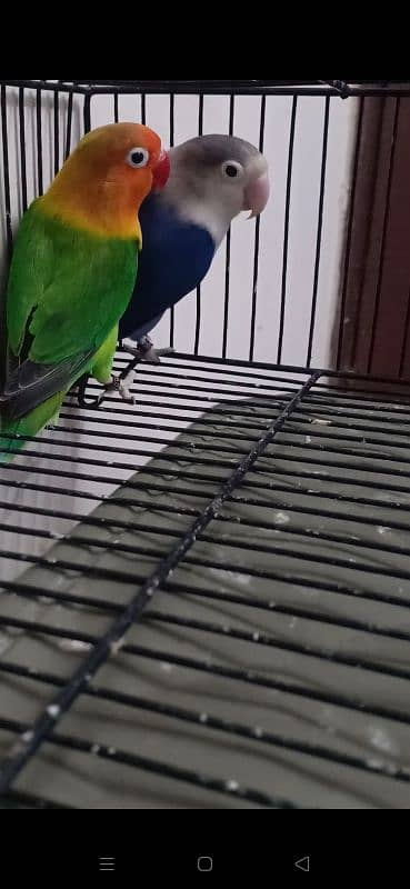 Green/Blue/Opaline & Blue Fisheri Breeder Pair 1