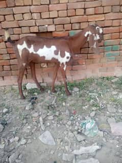 pur nager bakri  6 dant for sale  call 03018849331