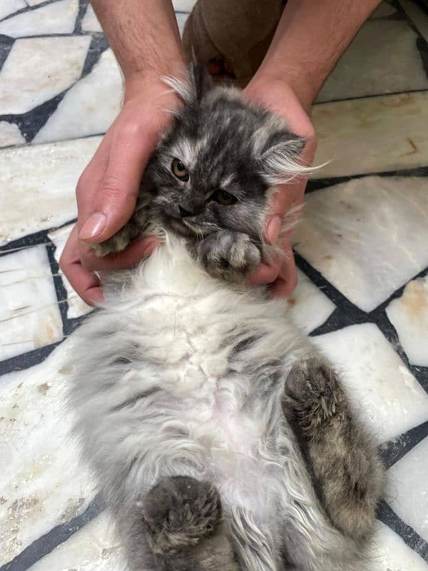 3 months smoky rare colour triple coated Persian kitten 1