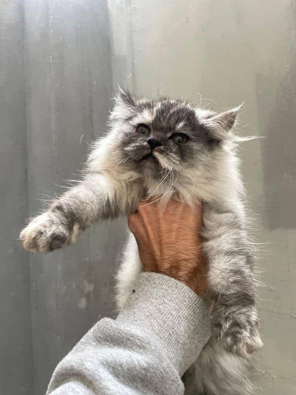 3 months smoky rare colour triple coated Persian kitten 2