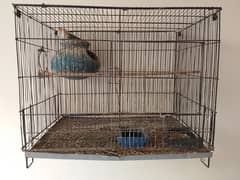 Blue Rossicoli And Talking Ringneck parrot