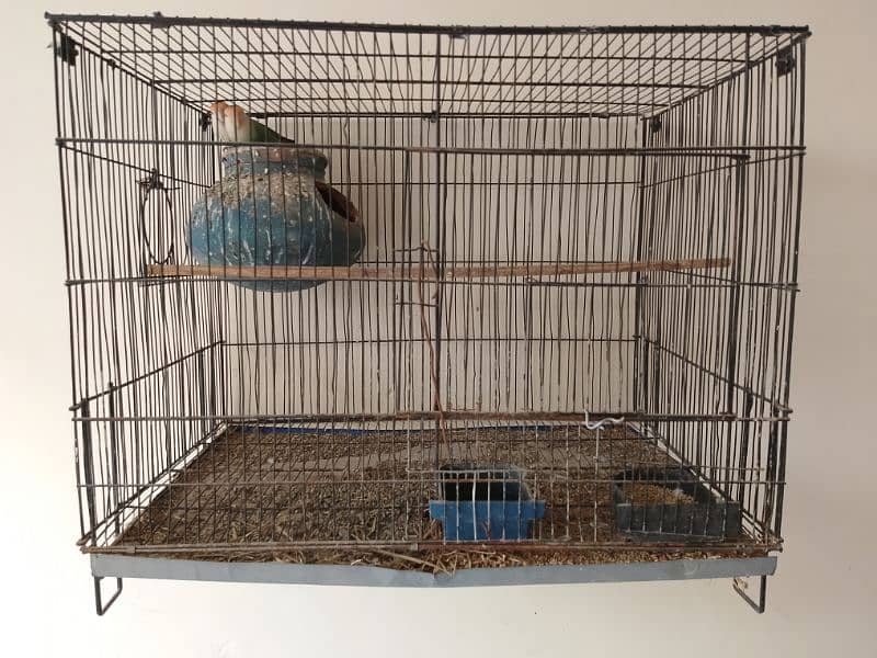 Blue Rossicoli And Talking Ringneck parrot 0