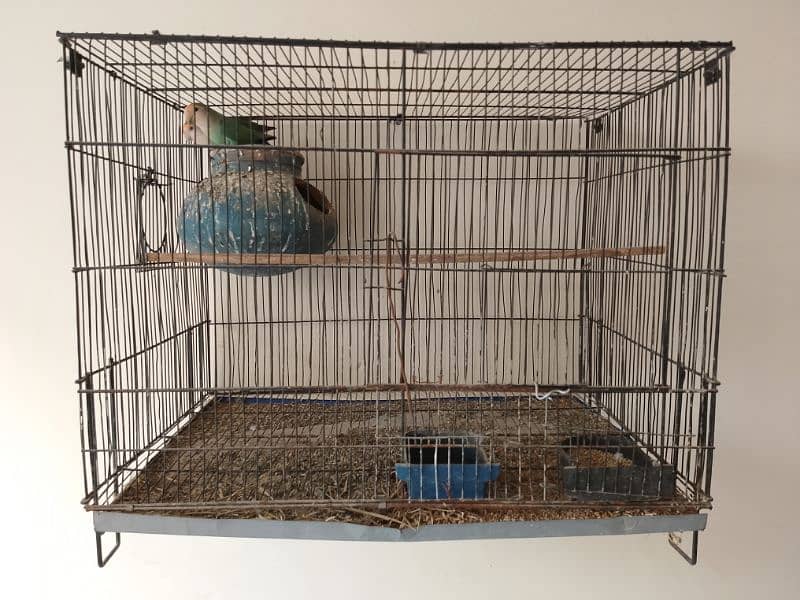 Blue Rossicoli And Talking Ringneck parrot 1