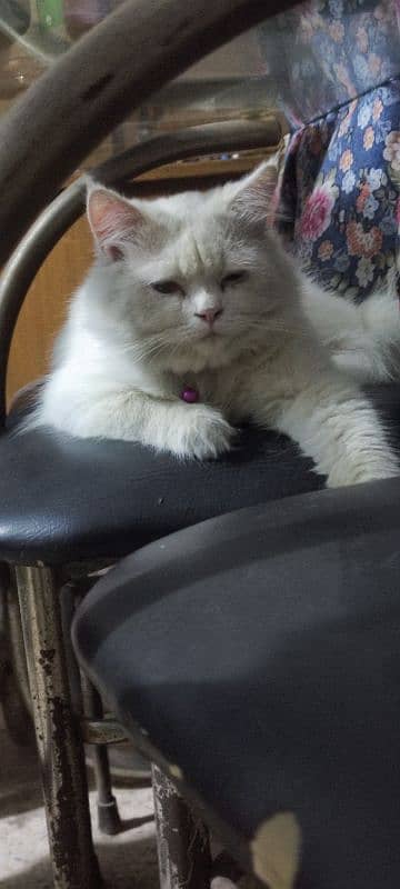 beautiful white male Persian cat for sale 1