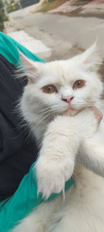 beautiful white male Persian cat for sale 4