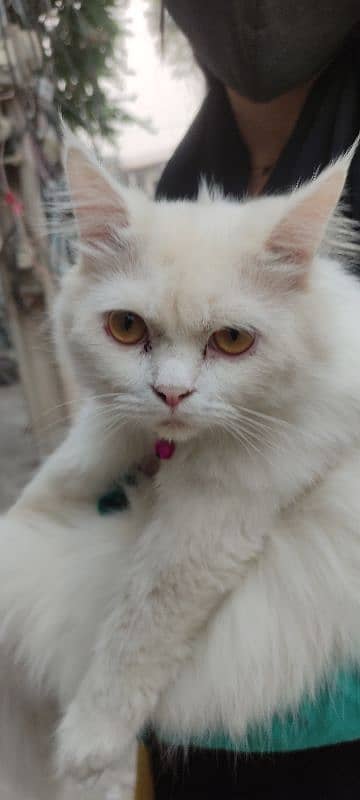 beautiful white male Persian cat for sale 6