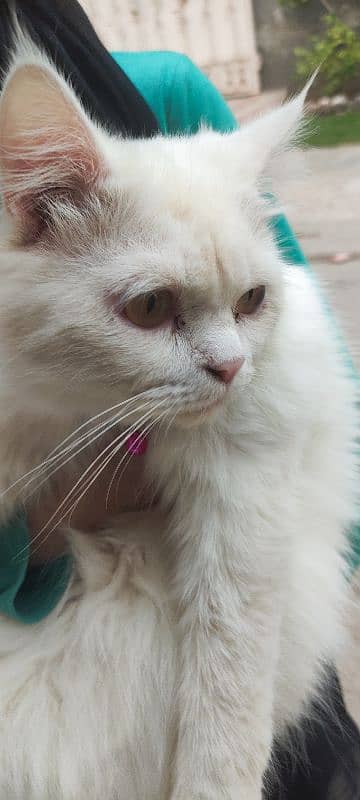 beautiful white male Persian cat for sale 7