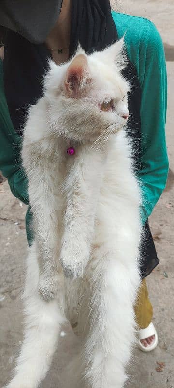 beautiful white male Persian cat for sale 8