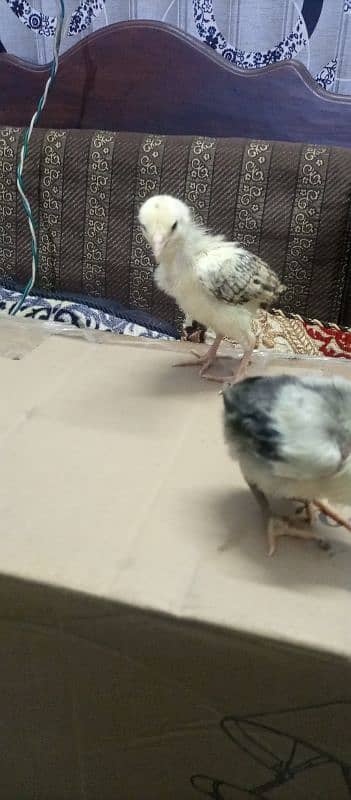 aseel chicks 2