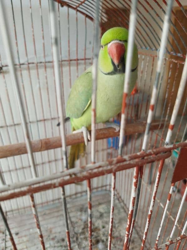 Blue Rossicoli And Talking Ringneck parrot 4