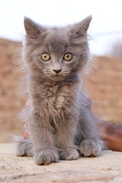 PERSIAN KITTENS AND BREEDER FEMALES 9