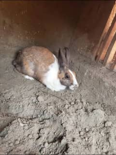 pregnant rabbit for sale