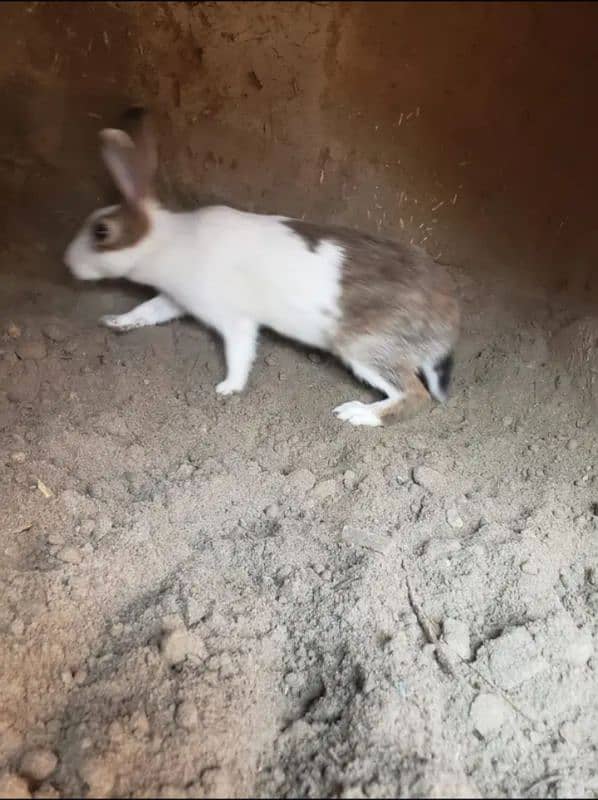 pregnant rabbit for sale 1