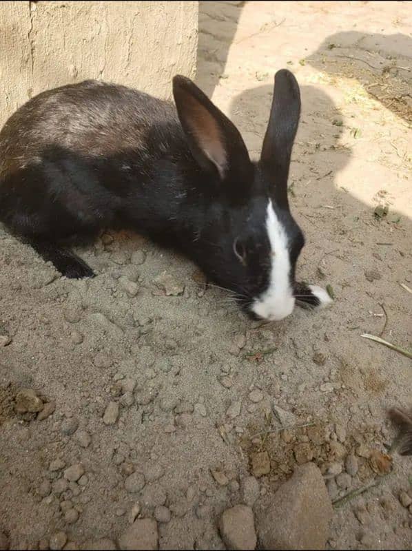 pregnant rabbit for sale 2