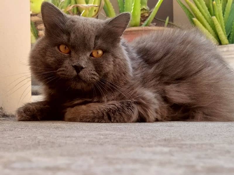 Persian Male cat for Sale. 0