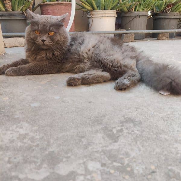 Persian Male cat for Sale. 2