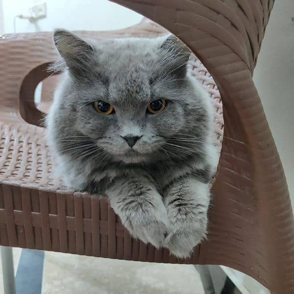 Persian Male cat for Sale. 3