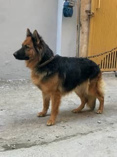 German shepherd  matted female for sale