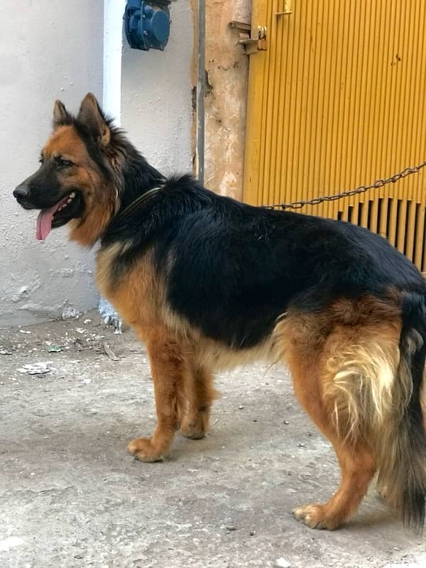 German shepherd  matted female for sale 1