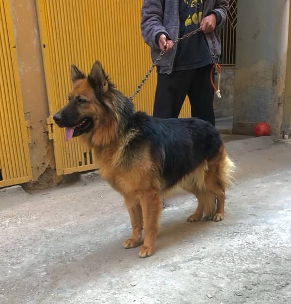 German shepherd  matted female for sale 2