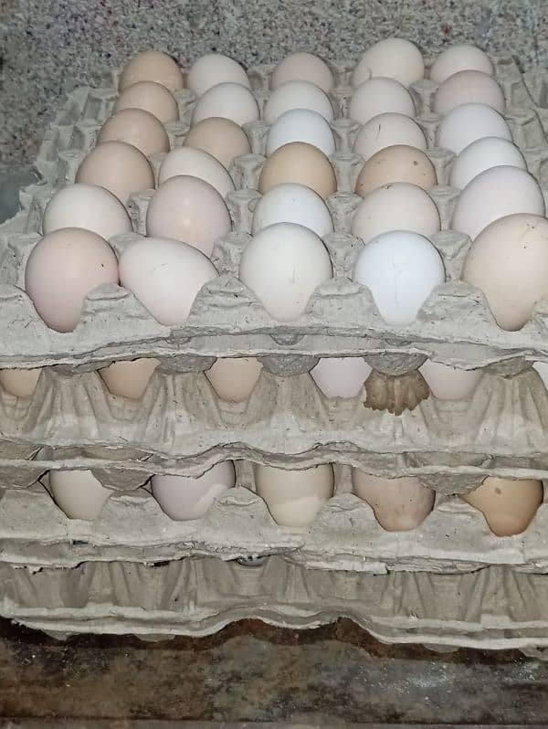 pure organic desi eggs available 0