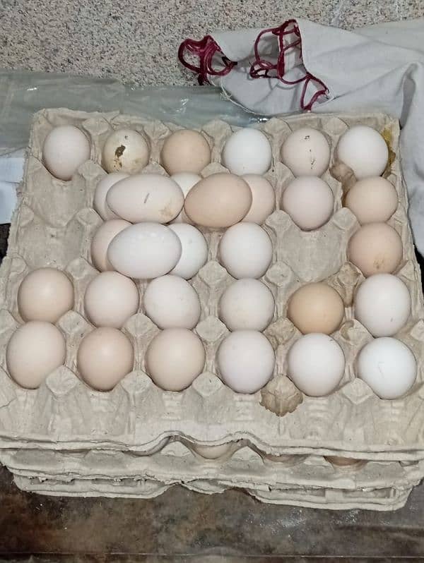 pure organic desi eggs available 1