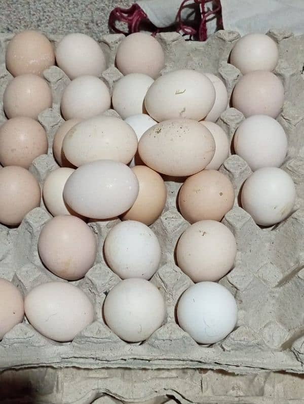 pure organic desi eggs available 2