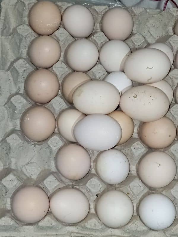 pure organic desi eggs available 7