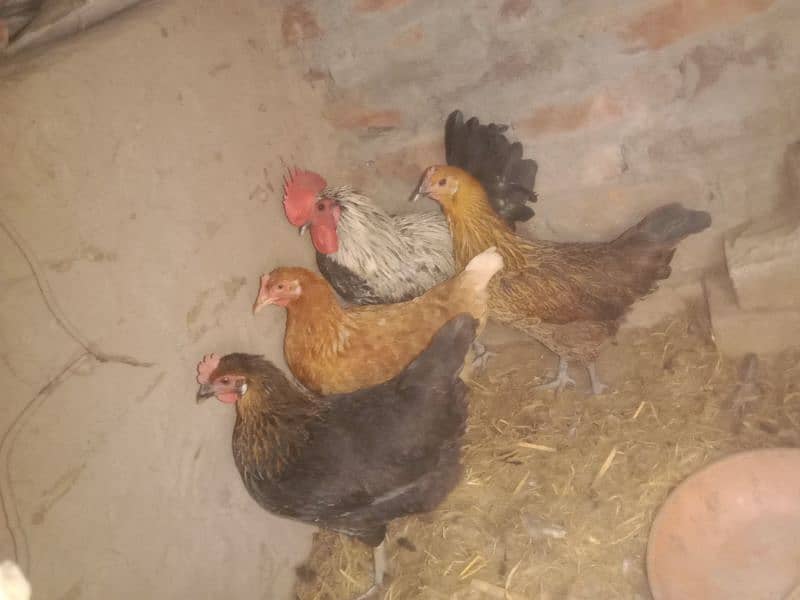 Hen   1 male 3 female 0