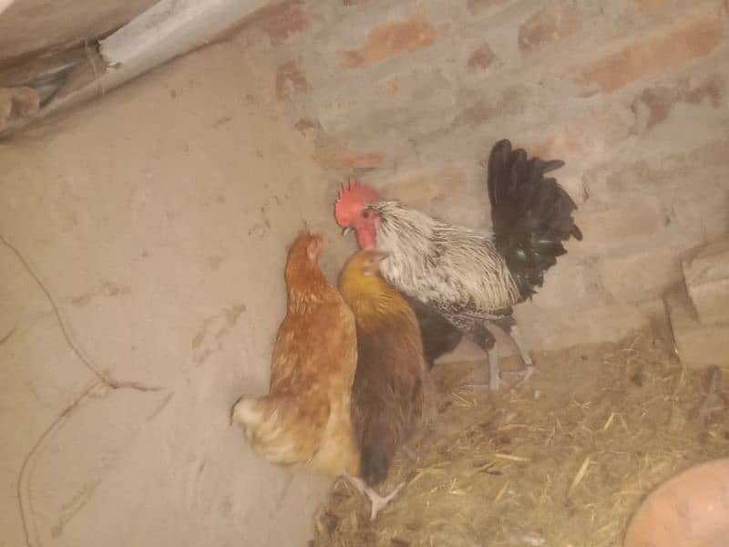 Hen   1 male 3 female 1