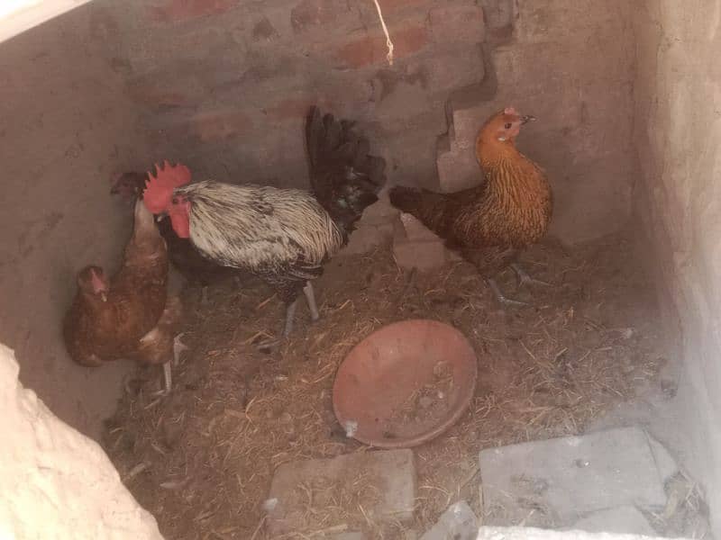 Hen   1 male 3 female 4