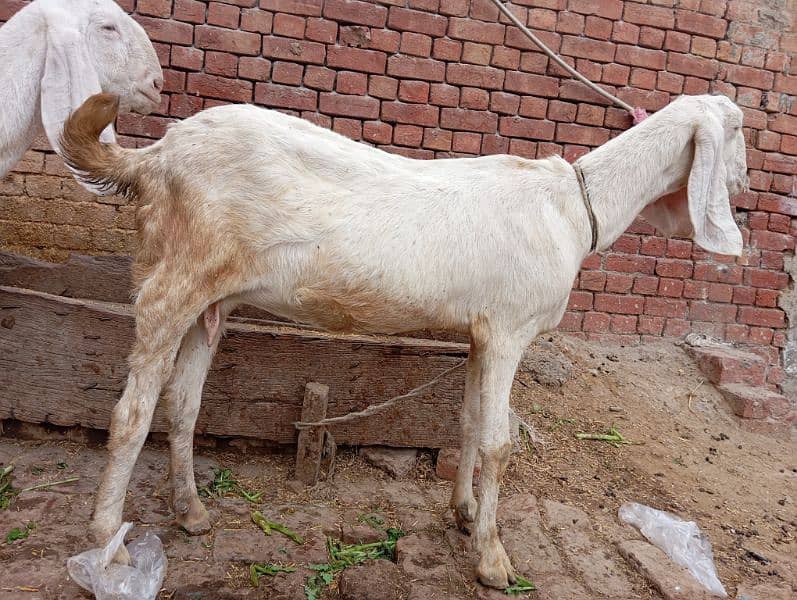 rajanpuri gabban goats / rajanpuri femal / Goat / rajanpuri bakri 0