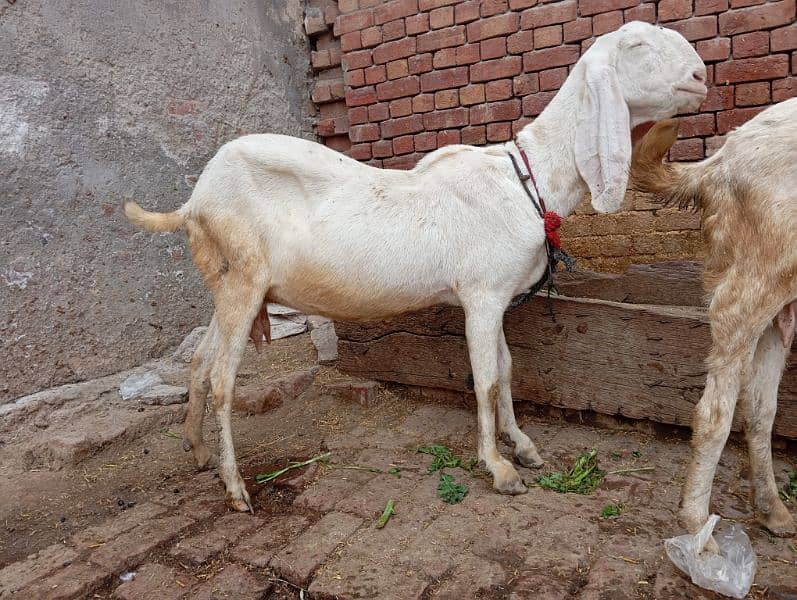 rajanpuri gabban goats / rajanpuri femal / Goat / rajanpuri bakri 1