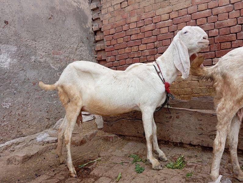 rajanpuri gabban goats / rajanpuri femal / Goat / rajanpuri bakri 2